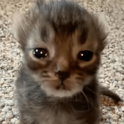 Gatitos 🤪 7
