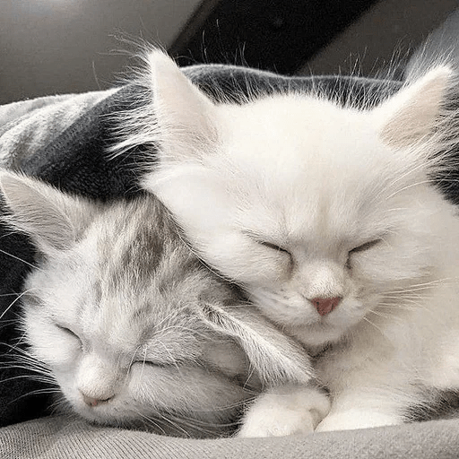 Cats  ฅ⁠^⁠•⁠ﻌ⁠•⁠^⁠ฅ 😺🤍 8
