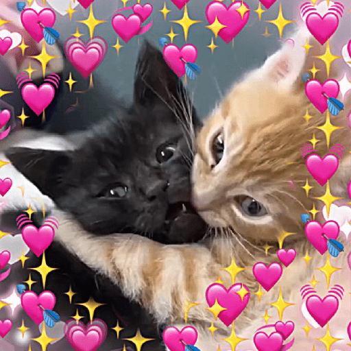 Gatitos ✨️ 1
