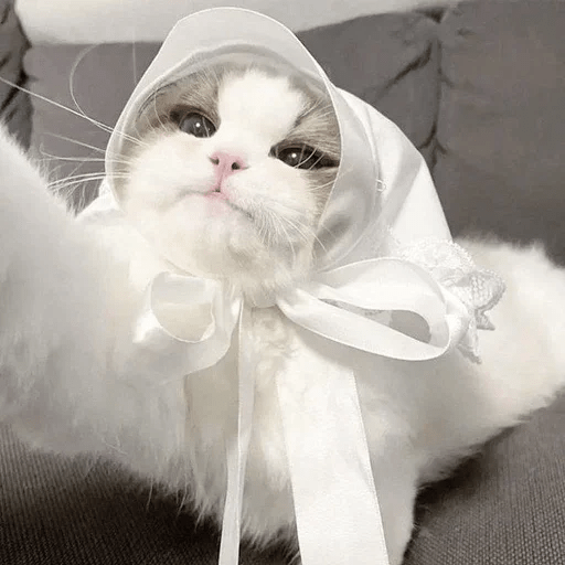 Cats  ฅ⁠^⁠•⁠ﻌ⁠•⁠^⁠ฅ 😺🤍 13