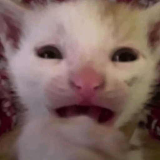 Gatitos 🤪 4