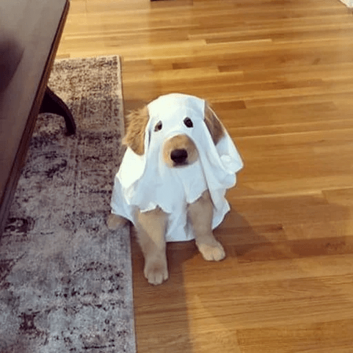 🦴🐶 Perros Funny Random 🐾🐶 4