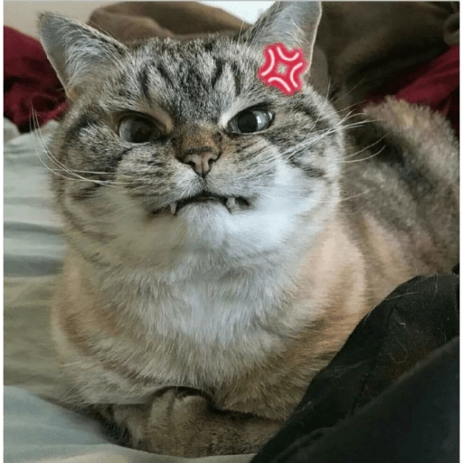 Angry cat😾 13