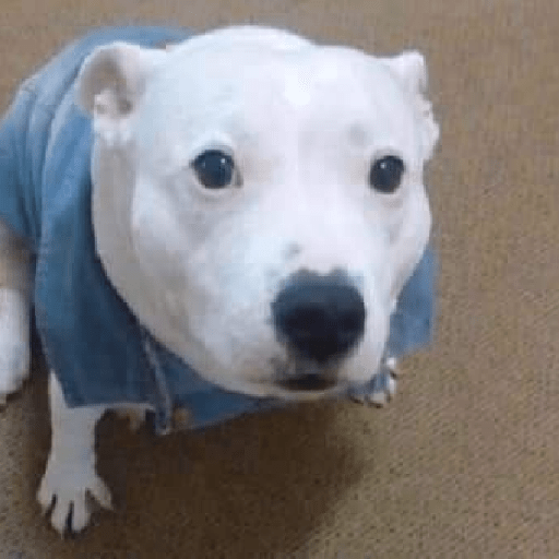 Perritos 🤭 7