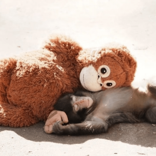 🧿Punch monito bebe🦧🐒 10