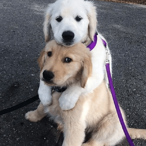🦴🐶 Perros Funny Random 🐾🐶 10