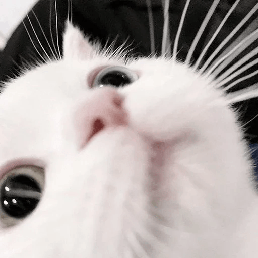 Cats Michi ฅ⁠^⁠•⁠ﻌ⁠•⁠^⁠ฅ 🐈‍⬛ 16