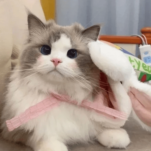 Cats Michi ฅ⁠^⁠•⁠ﻌ⁠•⁠^⁠ฅ 🐈‍⬛ 2