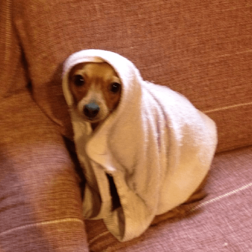 Perritos 🤭 5