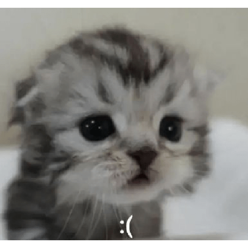 Cute cat 5