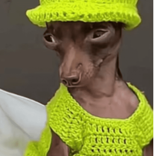 Cachorros engraçados  1