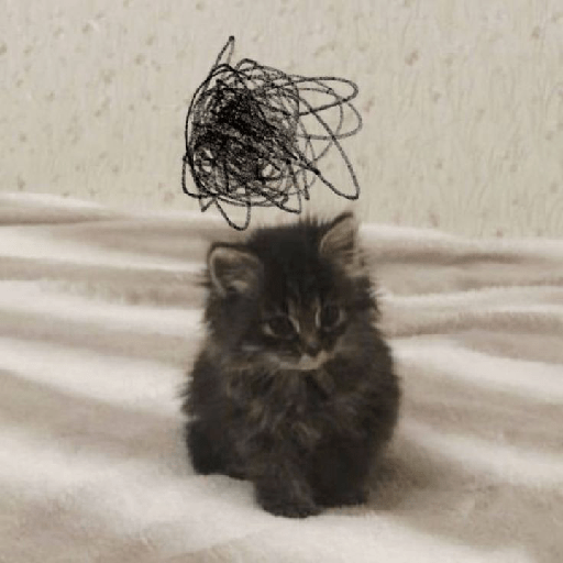 Cute cat 7