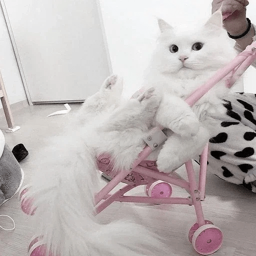 Cats Michi ฅ⁠^⁠•⁠ﻌ⁠•⁠^⁠ฅ 🐈‍⬛ 3