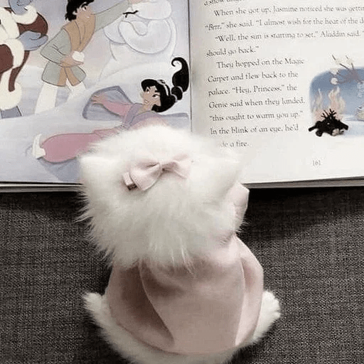 Cats  ฅ⁠^⁠•⁠ﻌ⁠•⁠^⁠ฅ 😺🤍 6