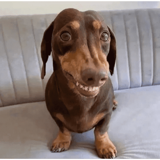 Cachorros engraçados  12