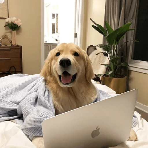 🐕 PERROS RANDOM 🐾🏡 19