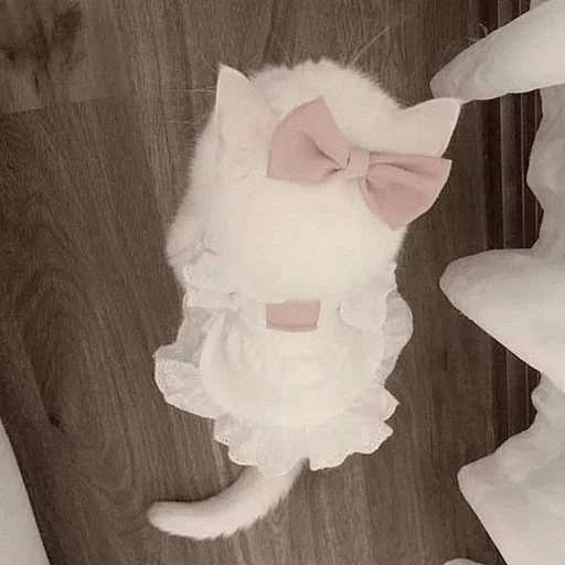 Cats  ฅ⁠^⁠•⁠ﻌ⁠•⁠^⁠ฅ 😺🤍 7