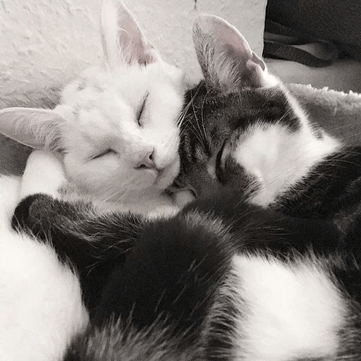 Cats Michi ฅ⁠^⁠•⁠ﻌ⁠•⁠^⁠ฅ 🐈‍⬛ 4