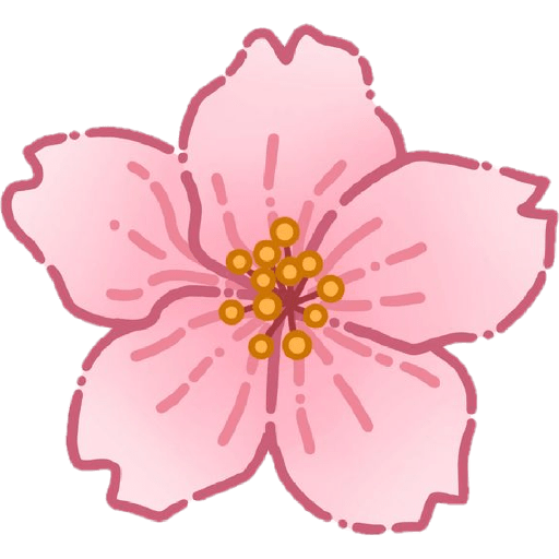 Cherry blossom flower sakura  9
