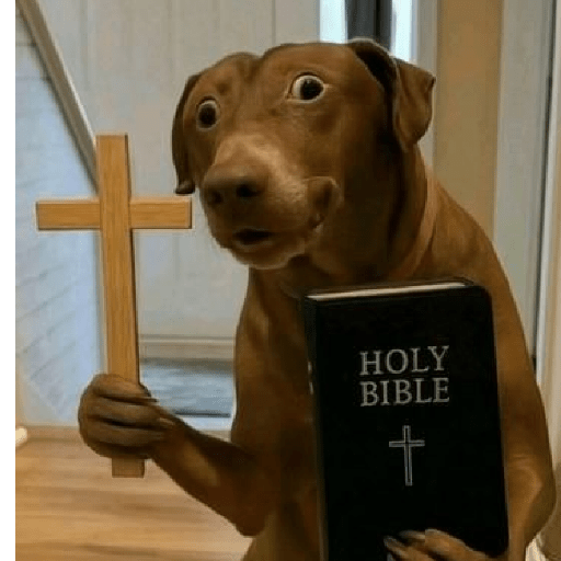 🧿Memes Variados11😂😎 24