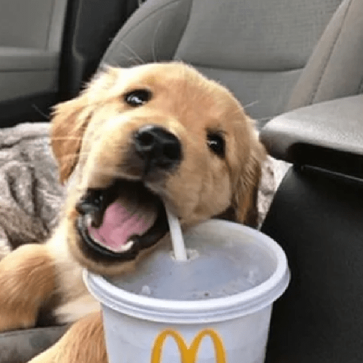 🦴🐶 Perros Funny Random 🐾🐶 13
