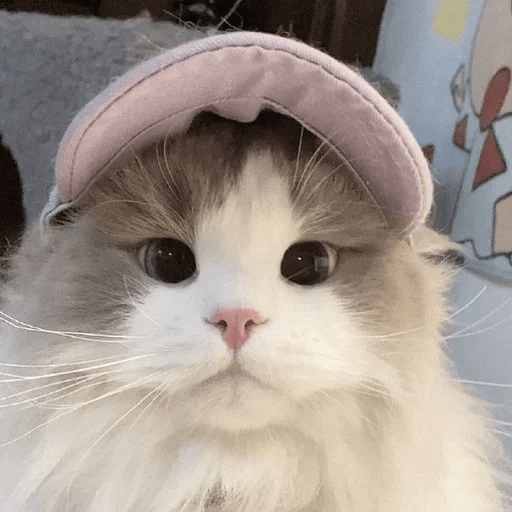 Cats Michi ฅ⁠^⁠•⁠ﻌ⁠•⁠^⁠ฅ 🐈‍⬛ 5
