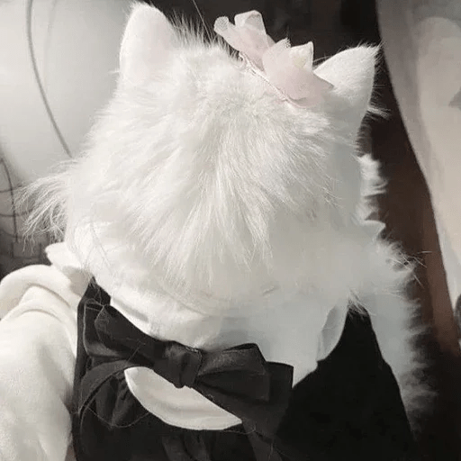 Cats  ฅ⁠^⁠•⁠ﻌ⁠•⁠^⁠ฅ 😺🤍 15