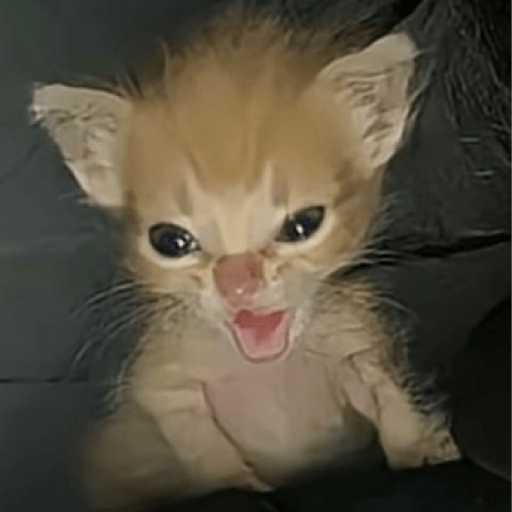 Gatitos 🤪 2