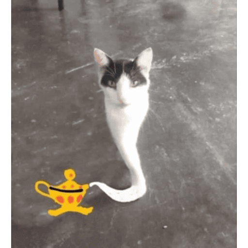 Cats 10 16