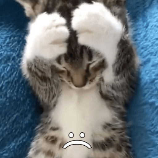 Gatitos 🤪 8