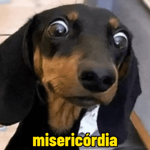 Cachorros engraçados  11