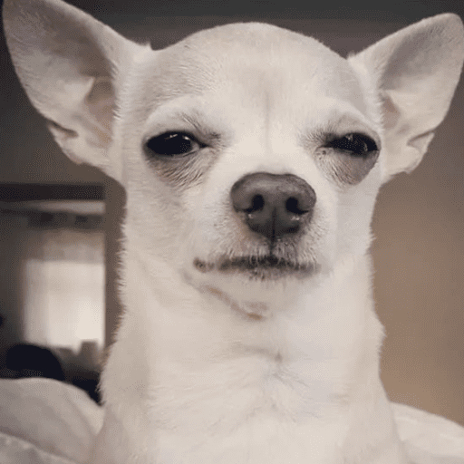 Dog  5