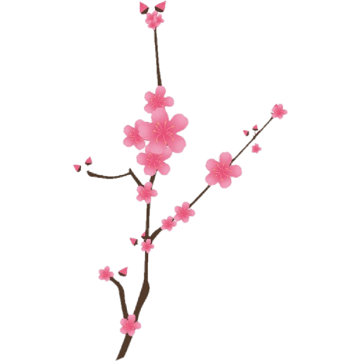 Cherry blossom flower sakura  10