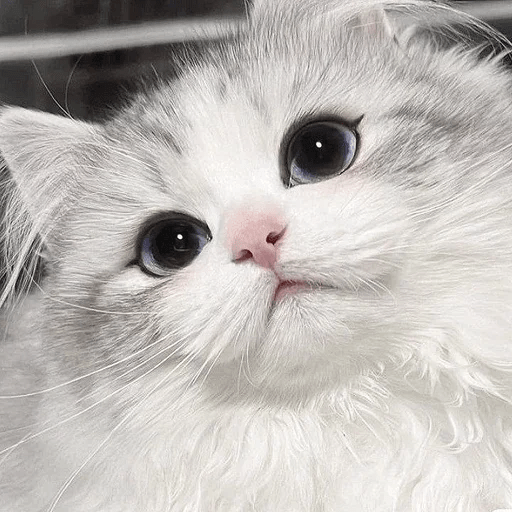 Cats Michi ฅ⁠^⁠•⁠ﻌ⁠•⁠^⁠ฅ 🐈‍⬛ 18