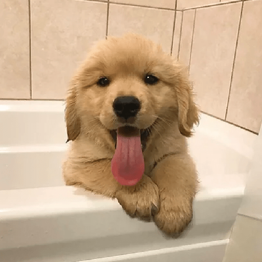🦴🐶 Perros Funny Random 🐾🐶 11