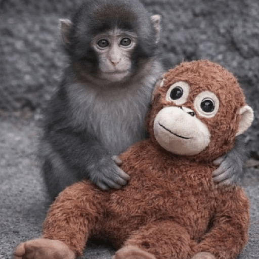 🧿Punch monito bebe🦧🐒 21