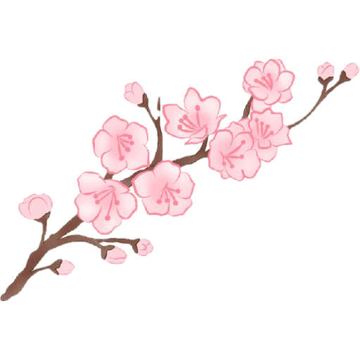 Cherry blossom flower sakura  13