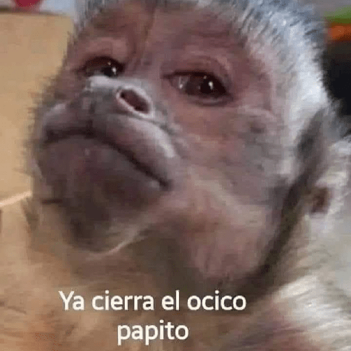 Monos 🙊 4