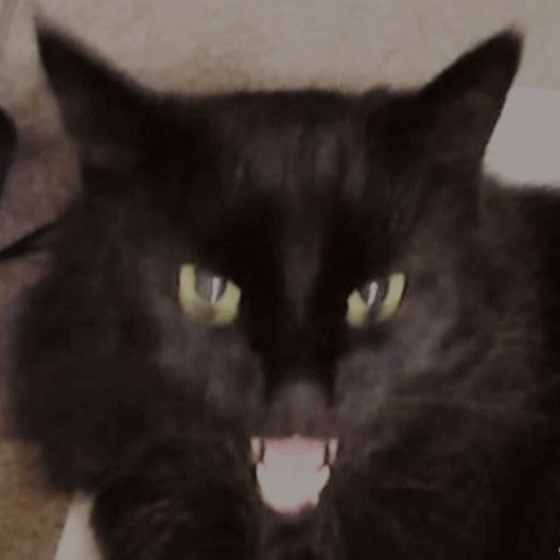 Gatos negro 🖤 8