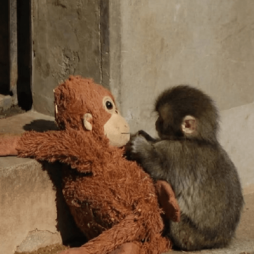 🧿Punch monito bebe🦧🐒 20