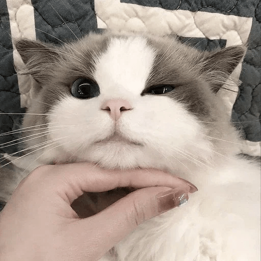 Cats  ฅ⁠^⁠•⁠ﻌ⁠•⁠^⁠ฅ 😺🤍 3