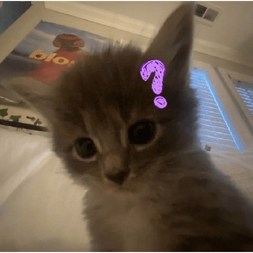 Cute cat 9