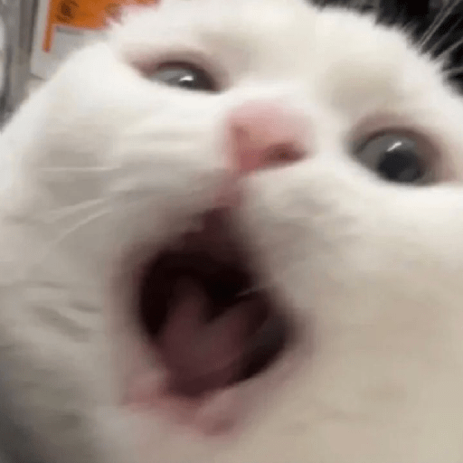 Gatitos 🤗 9