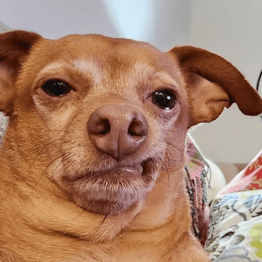 Cachorros engraçados  8