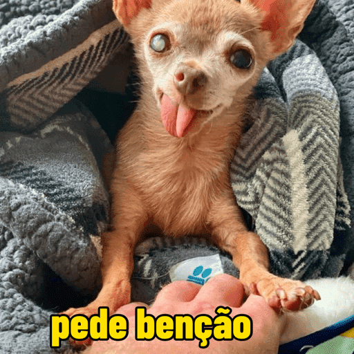 Cachorros engraçados  6