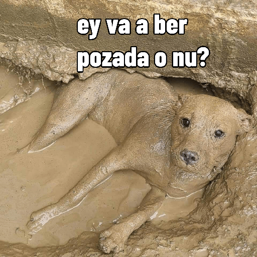 Nuevos 1