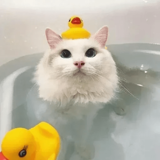 GATOS RANDOM 😸😻 6