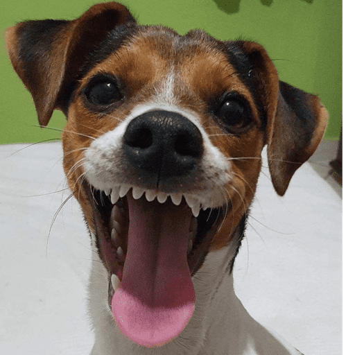 Dog  6