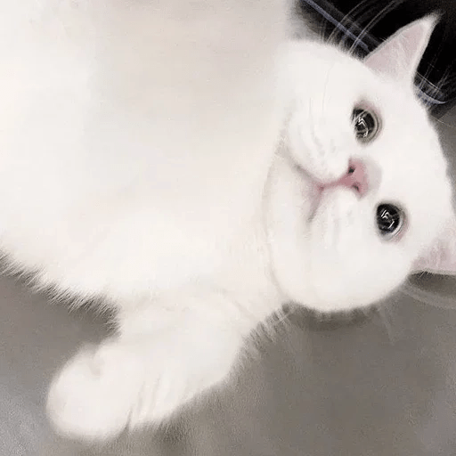 Cats Michi ฅ⁠^⁠•⁠ﻌ⁠•⁠^⁠ฅ 🐈‍⬛ 8