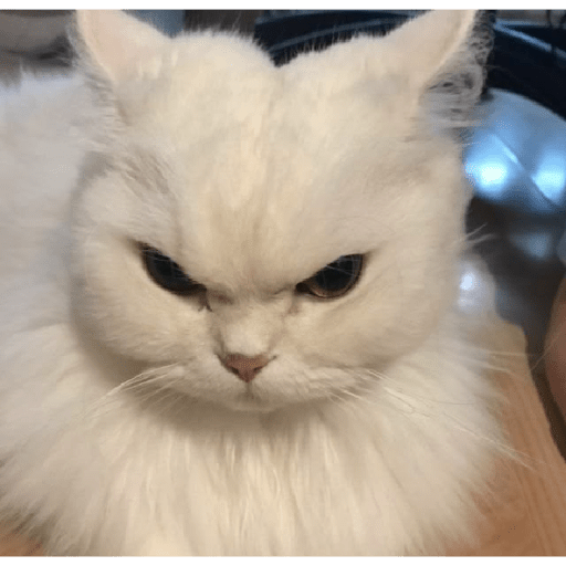 Angry cat😾 17